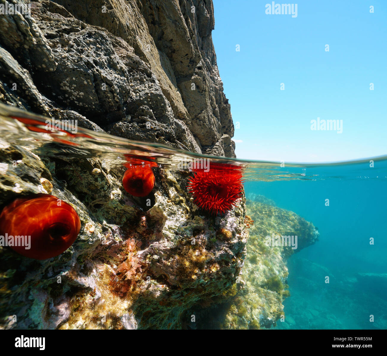 Côte Rocheuse avec beadlet d'anémones, de scinder la vue la moitié sur et sous l'eau, mer Méditerranée, France Banque D'Images