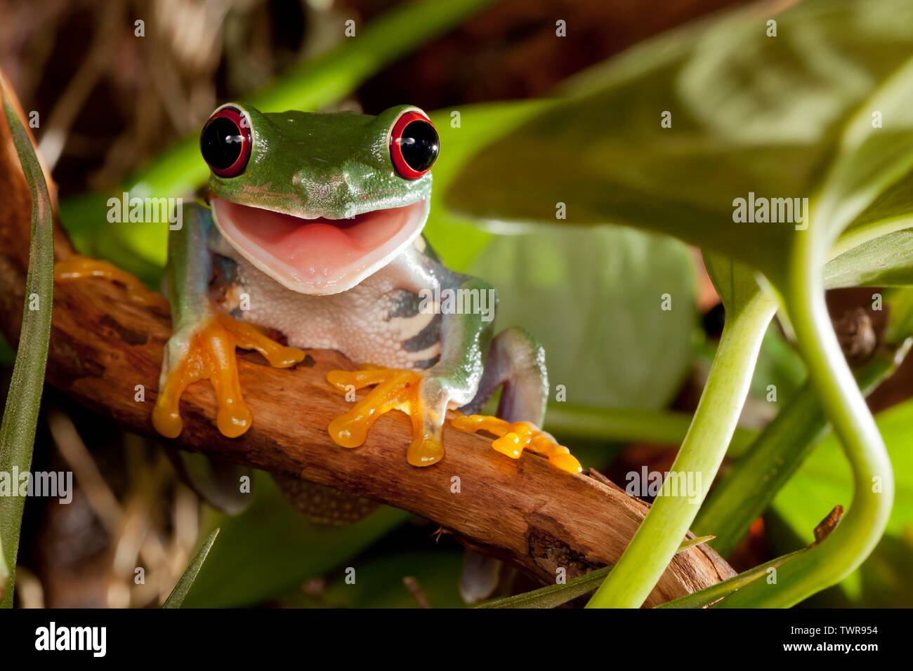 Red-eyed tree frog sourire Banque D'Images