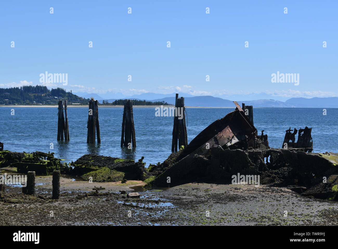 Les coques des épaves rouillées qui étaient autrefois un brise-lames pour l'exploitation forestière dans la région de port de Comox Banque D'Images