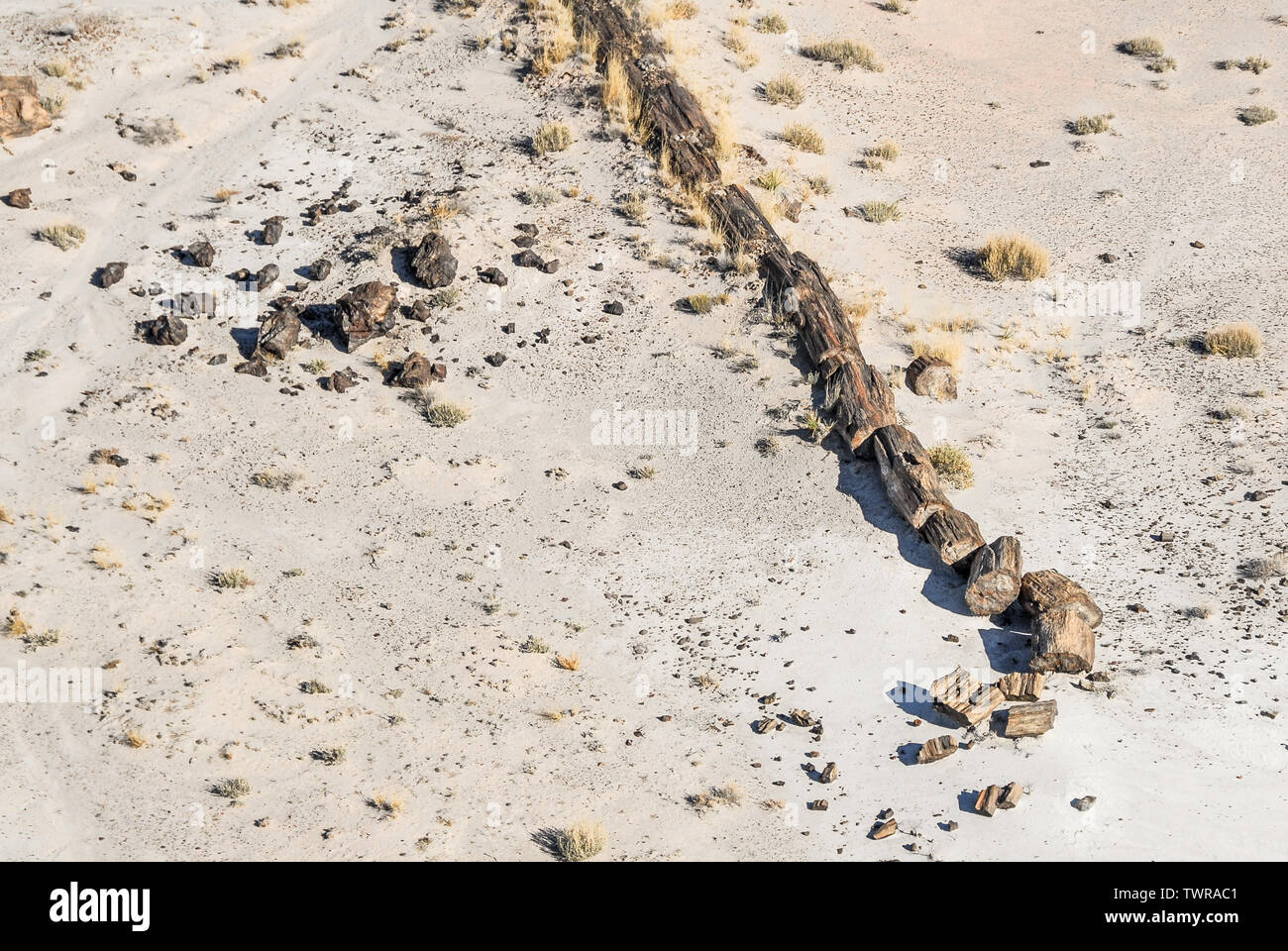 Vue d'hélicoptère d'un grand tronc d'arbre pétrifié sur place sur le sol du désert près de Painted Desert National Park en Arizona. Banque D'Images