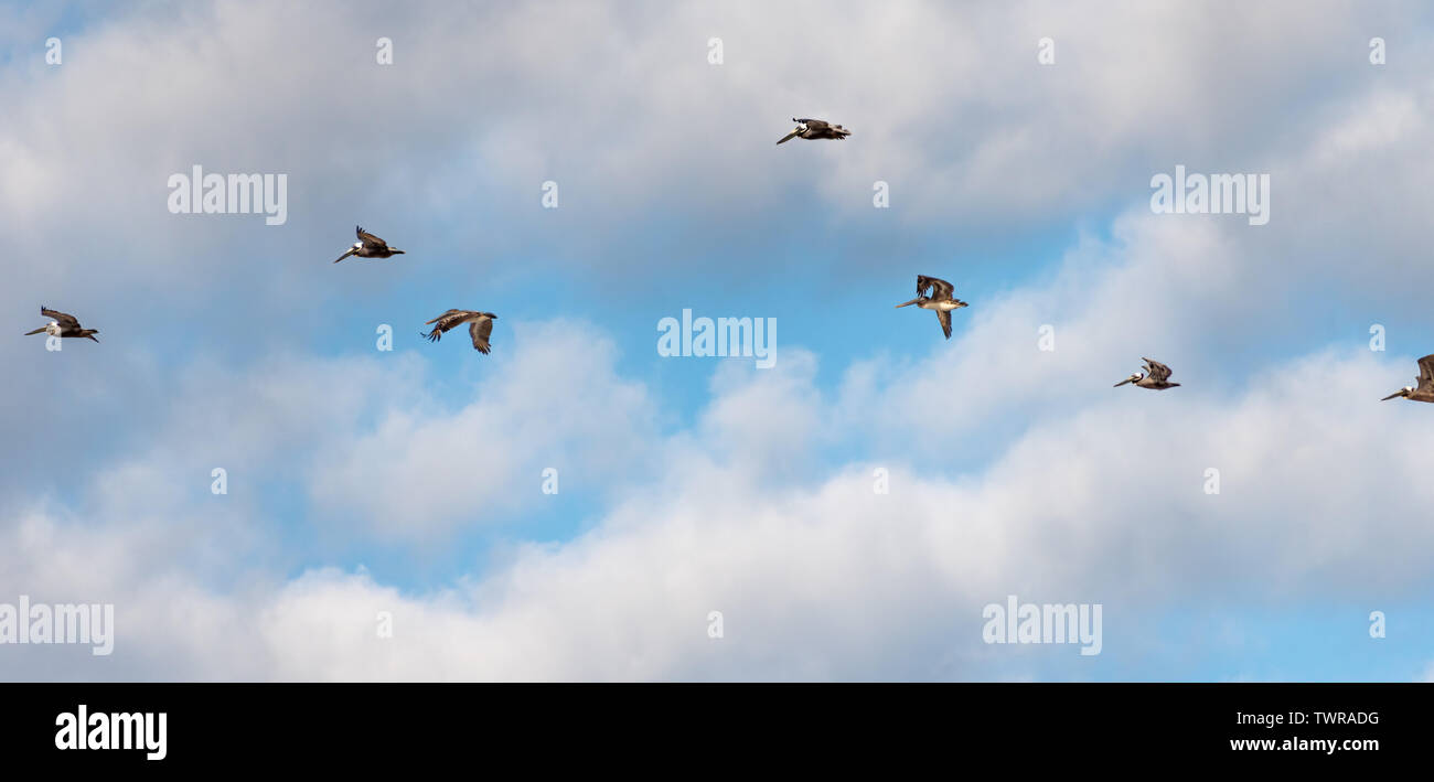 Le Pélican brun en vol sur une plage de Floride. (USA) Banque D'Images