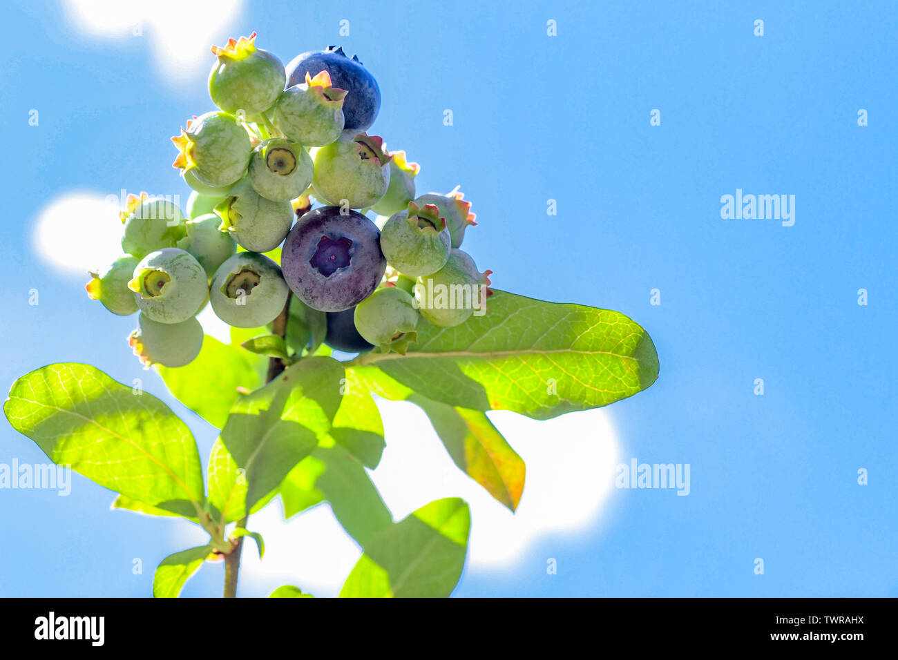 Bleuets Banque D'Images