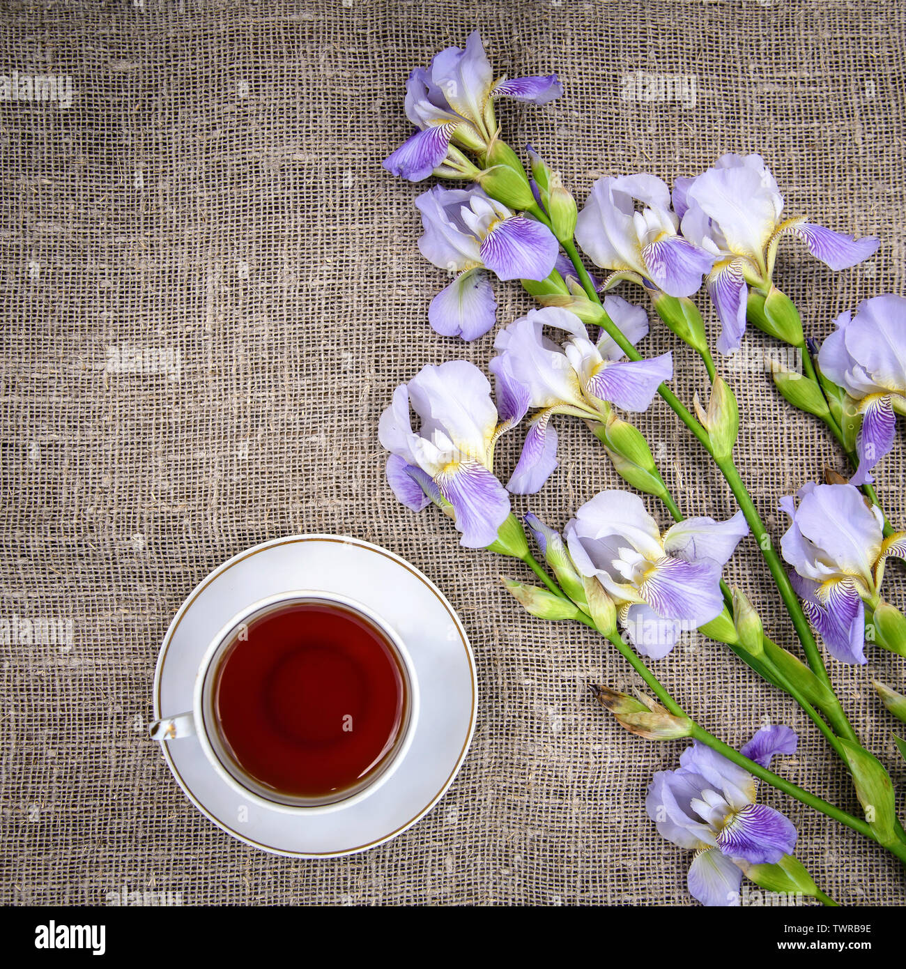 Belles fleurs pourpres iris et une tasse de thé sur un fond de toile grise, vue du dessus Banque D'Images