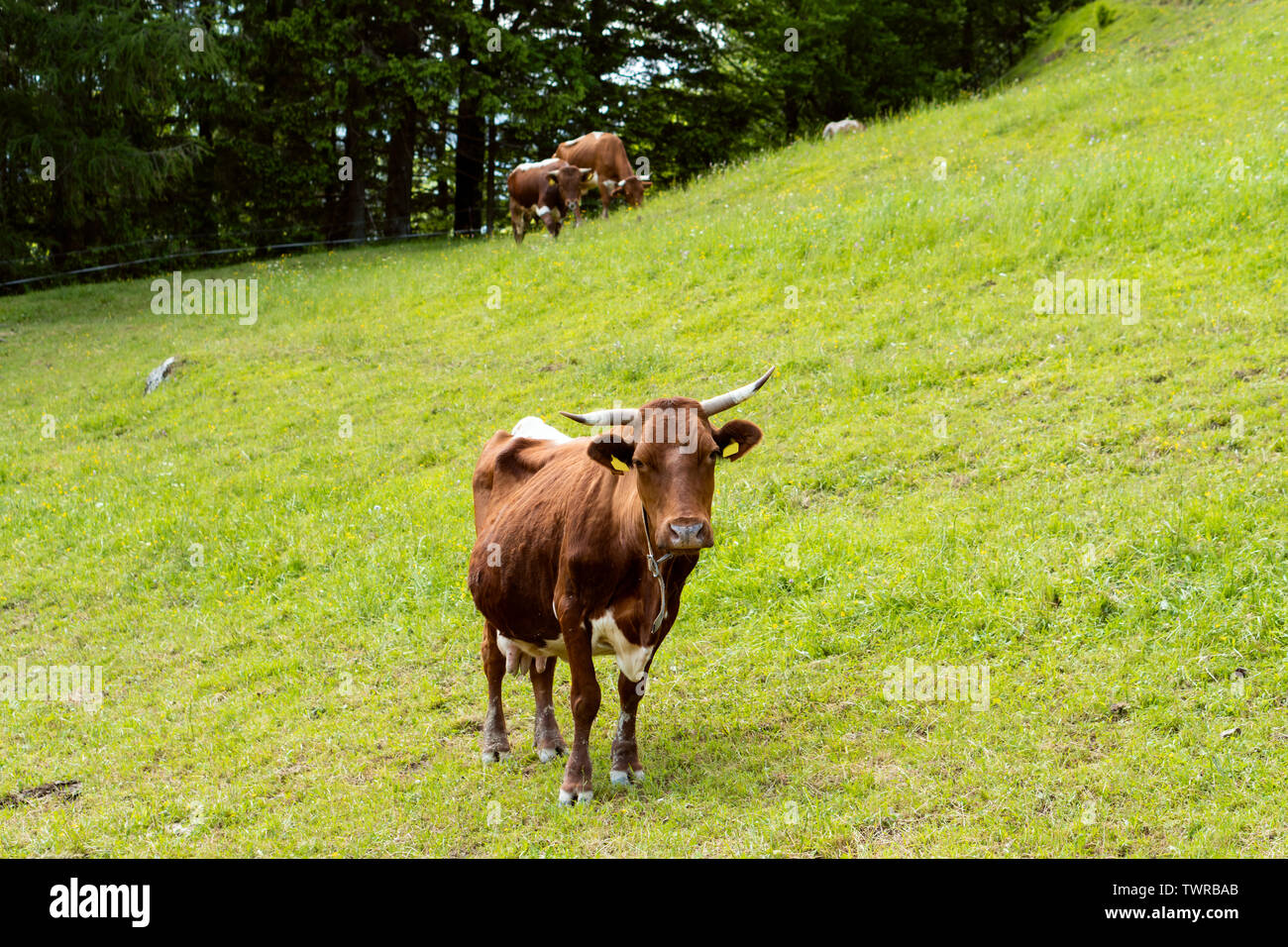 Photo d'une vache brune. rouge, à l'exploitation agricole biologique Banque D'Images