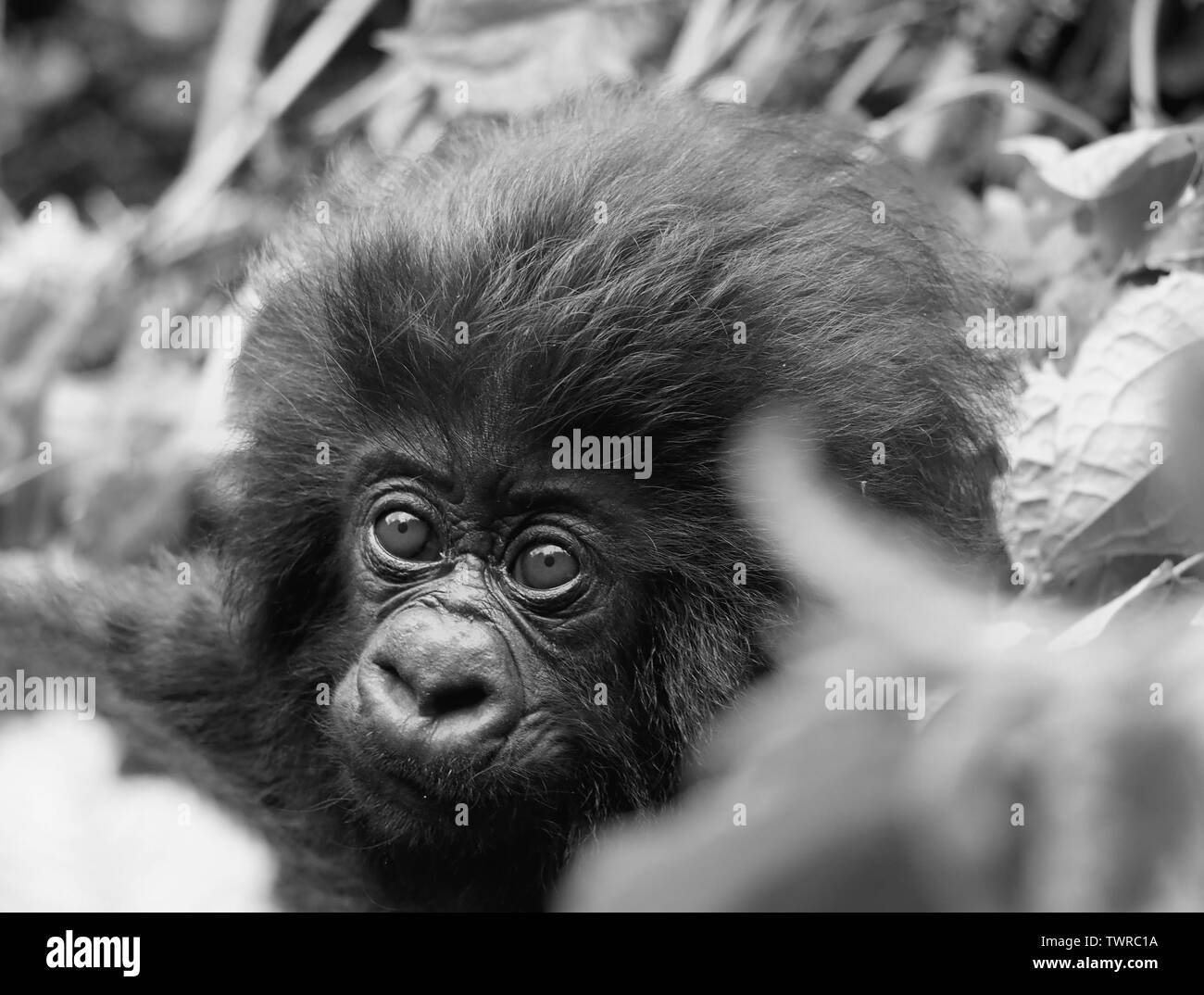 Bébé gorille de montagne le Rwanda Face Close Up noir et blanc Banque D'Images