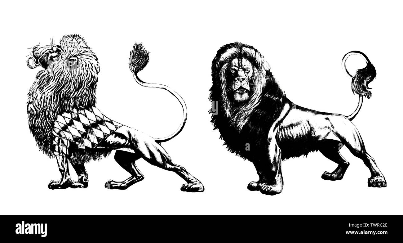 Lion peint à la main. Lions 2 illustrations. Big cat dessin à l'encre. Banque D'Images