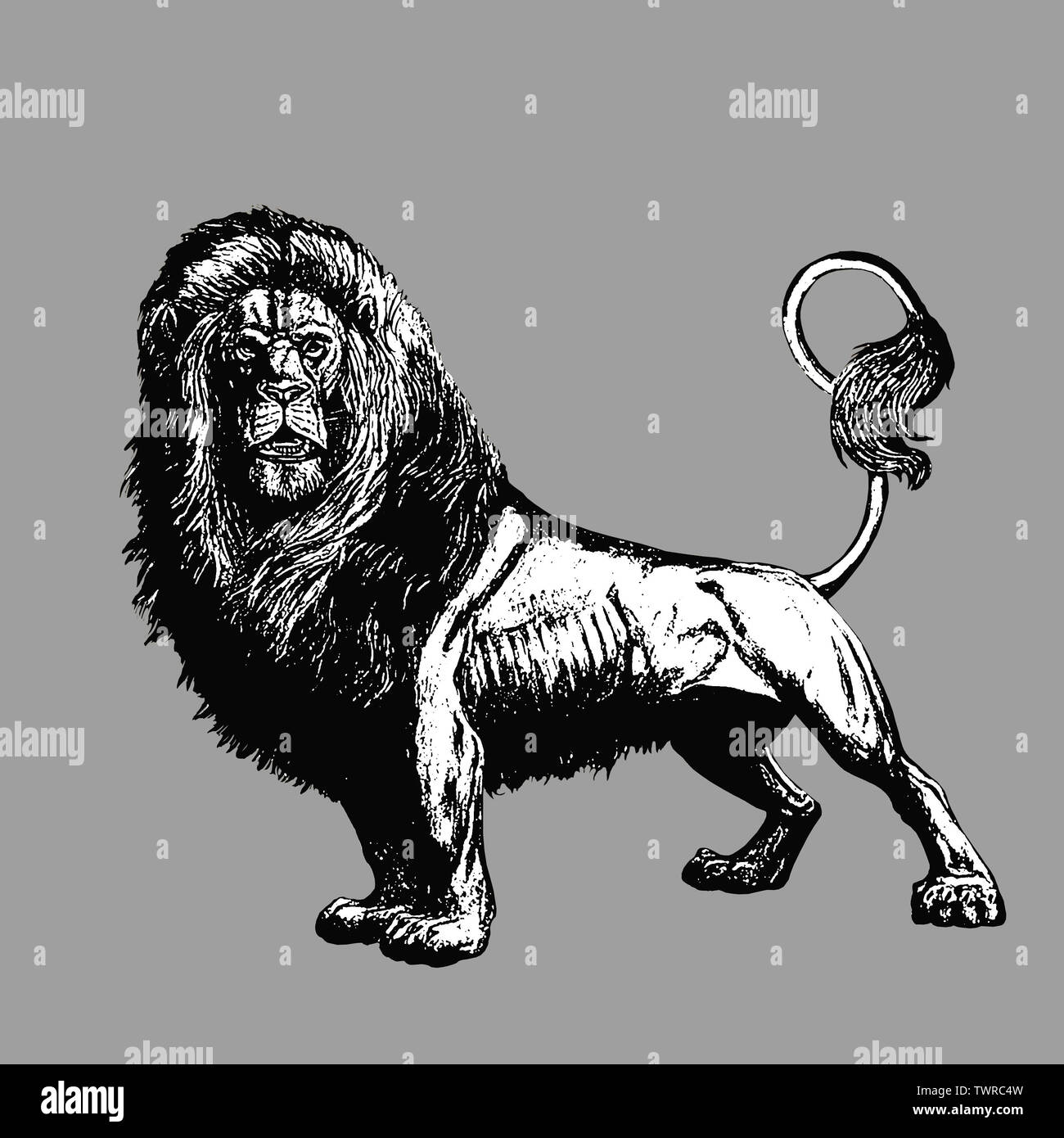 Lion silhouette. Les Lions d'illustrations. Big cat dessin. Banque D'Images