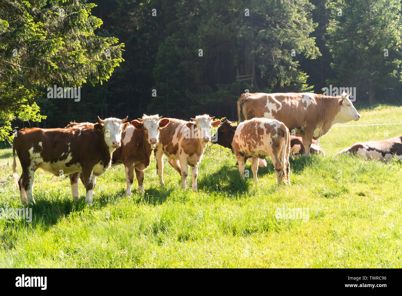 Petit troupeau de vaches de manger l'herbe fraîche sur une ferme biologique Banque D'Images