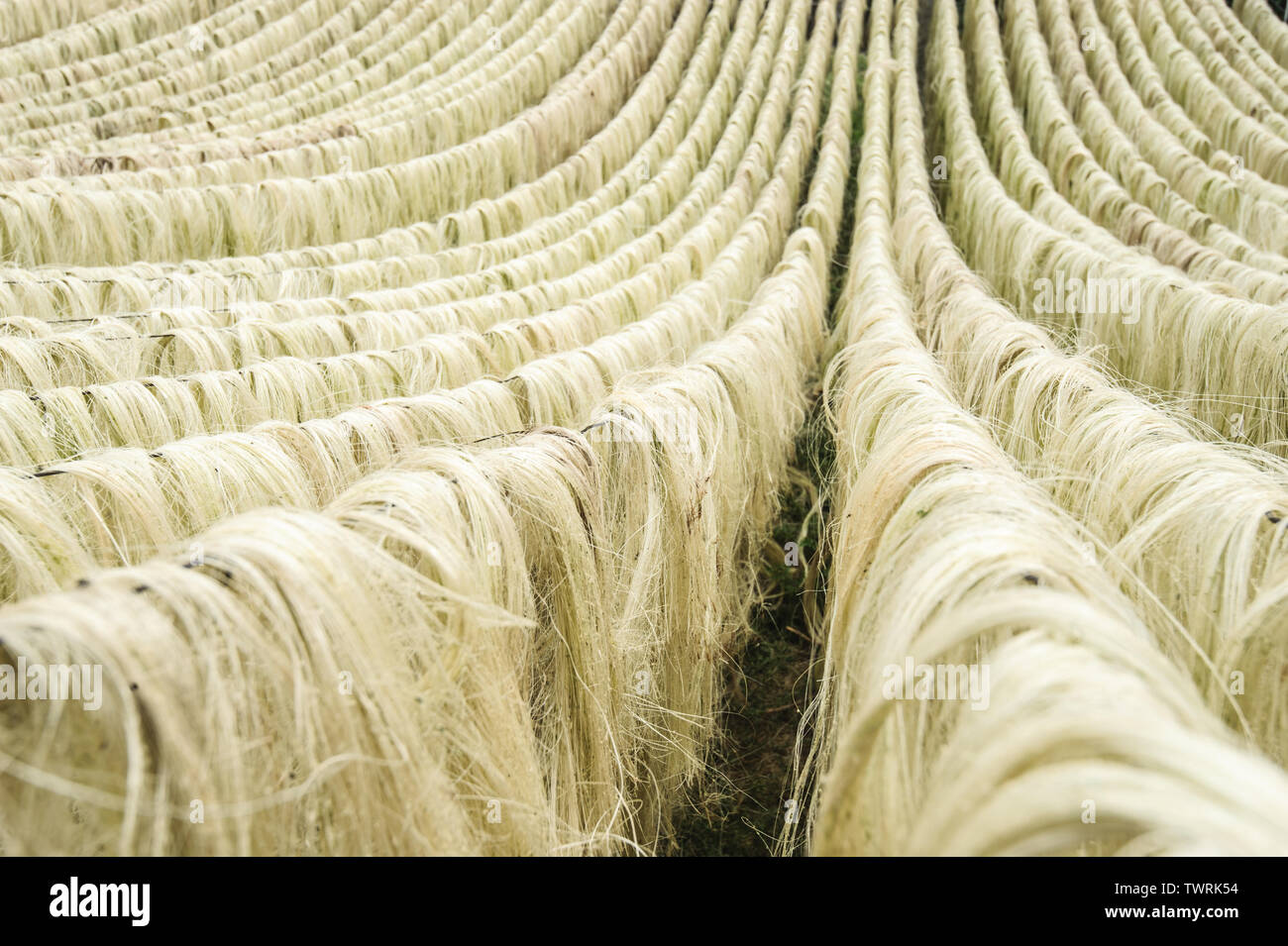 La fibre de sisal, matière première de la Chine. Banque D'Images