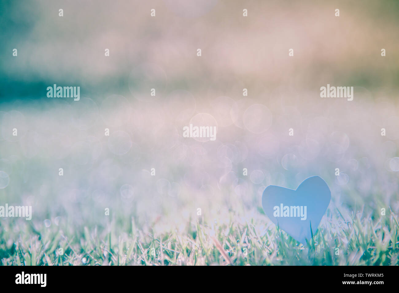 Arrière-plan de l'herbe : Abstract natural background Green grass avec un beau Bokeh. Tôt le matin dans la rosée sur le dessus de l'herbe. Banque D'Images