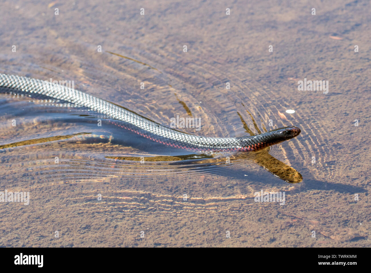 Red-bellied Black Snake Natation Pseudechis porphyriacus est de l'Australie Banque D'Images