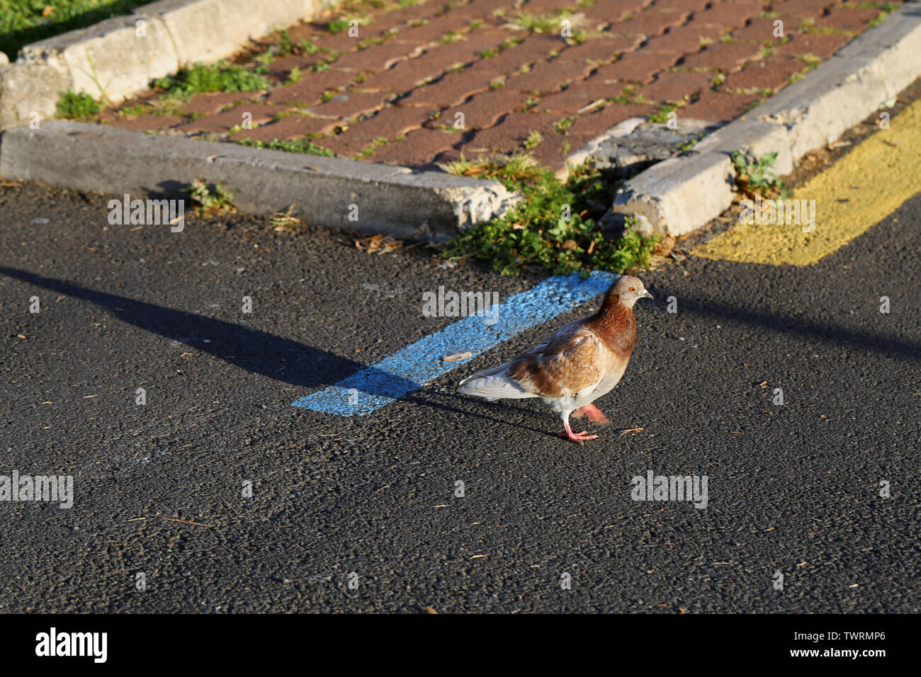 Pigeon blanc et brun marcher dans un terrain de stationnement situé à Funchal, Madère. Il y a le béton, les tuiles rouges, des lignes colorées et coloré pigeon. Banque D'Images