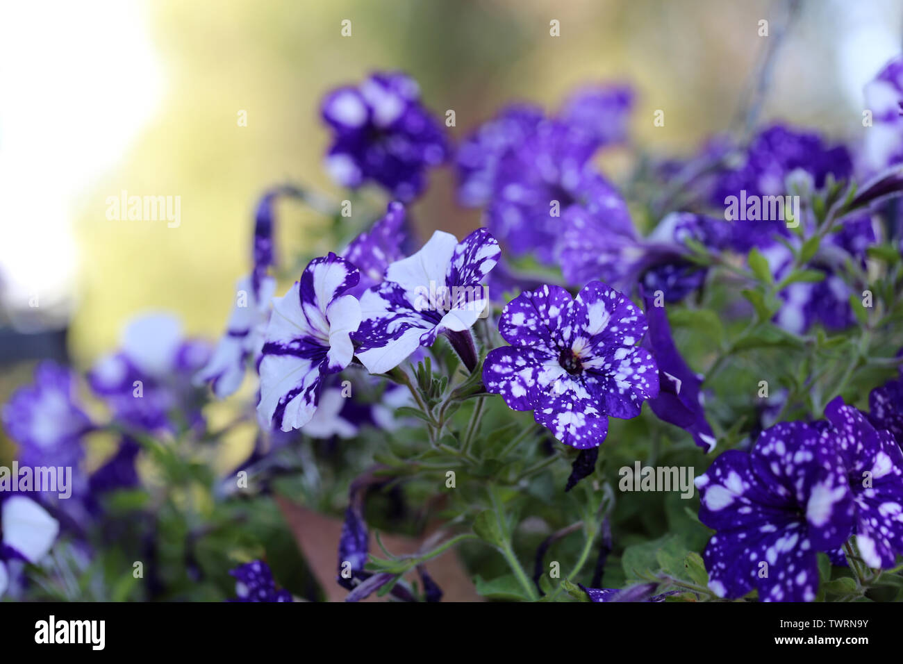 Fleur exotique photographié à Madère. Ces pensées ont des fleurs bicolores  blanc et violet avec des points et des repas. Belle fleur pansy tacheté  Photo Stock - Alamy