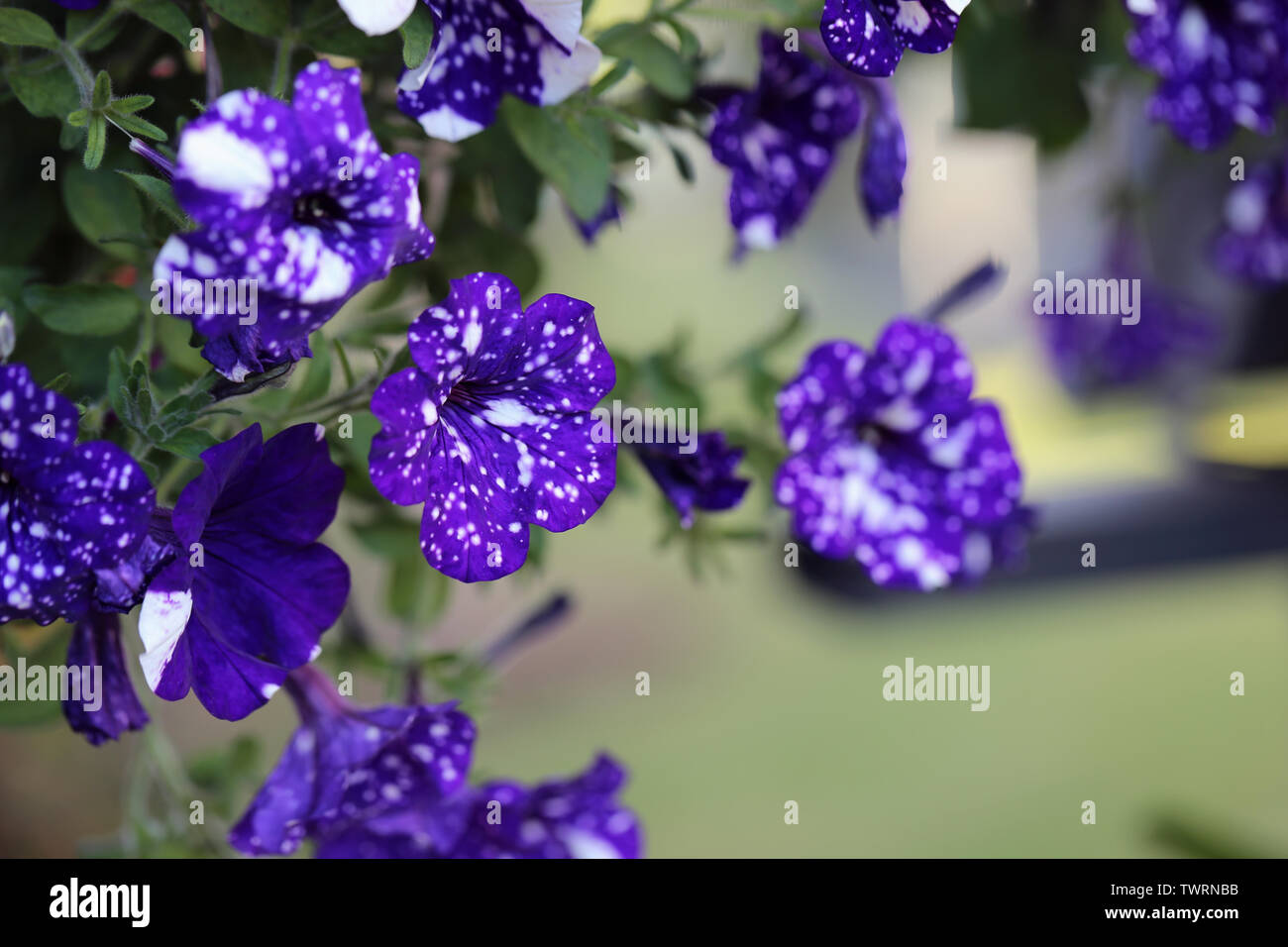 Fleur exotique photographié à Madère. Ces pensées ont des fleurs bicolores blanc et violet avec des points et des repas. Belle fleur pansy tacheté Banque D'Images