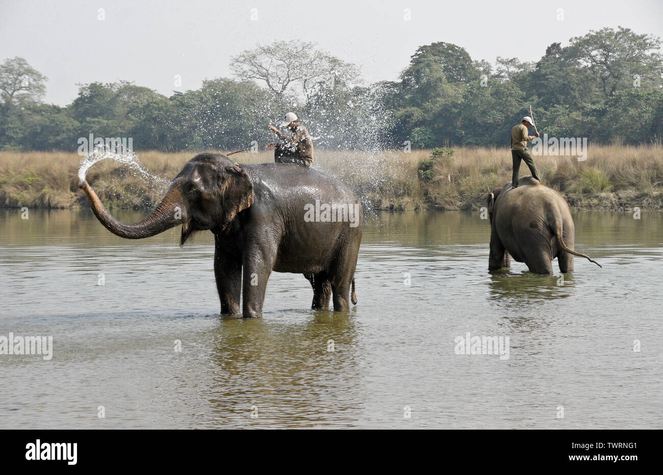 Cornacs sur l'éléphant d'Asie domestiqués dans la rivière Rapti, parc national de Chitwan, au Népal Banque D'Images