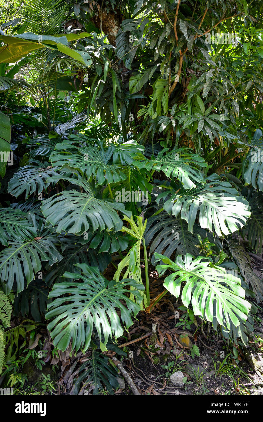 Monstera plantes poussant dans la forêt tropicale de la région du Pérou  Chanchamayo Photo Stock - Alamy