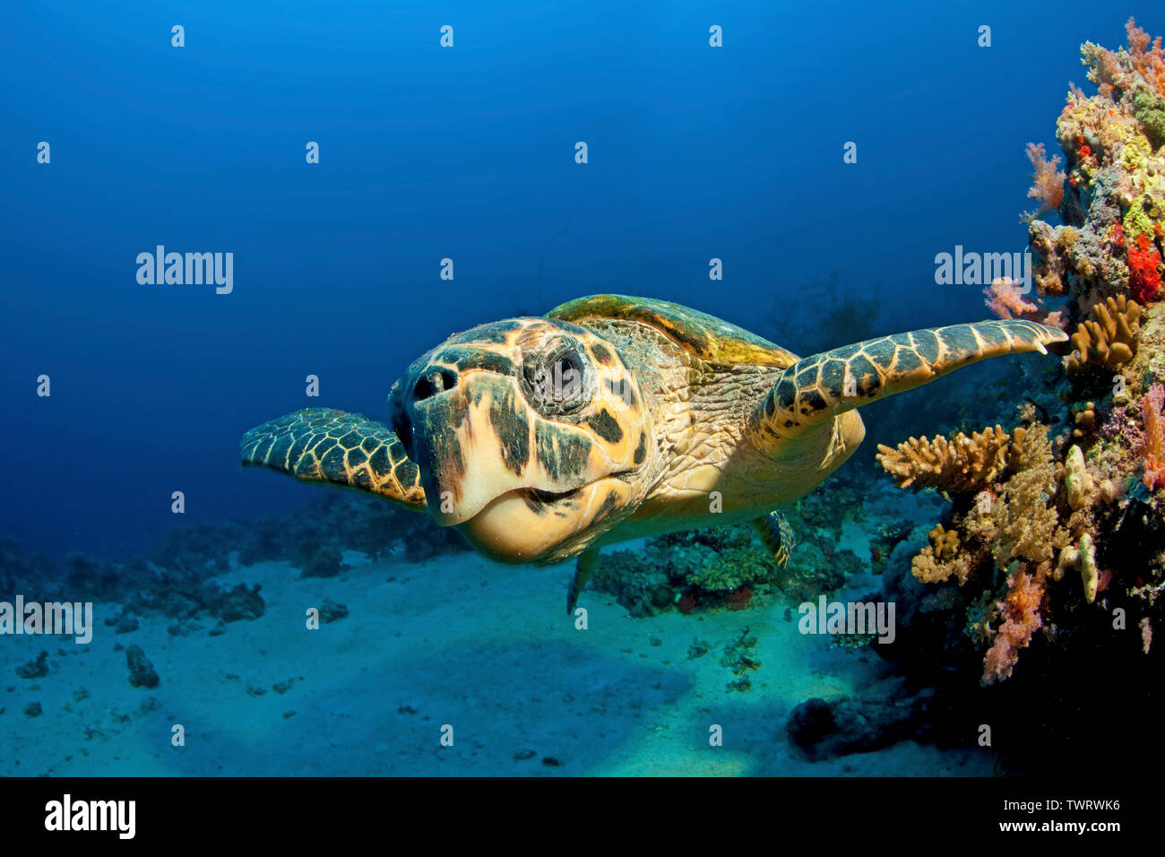 Tortue verte (Chelonia mydas), nager à une barrière de corail, Port Soudan, Soudan Banque D'Images