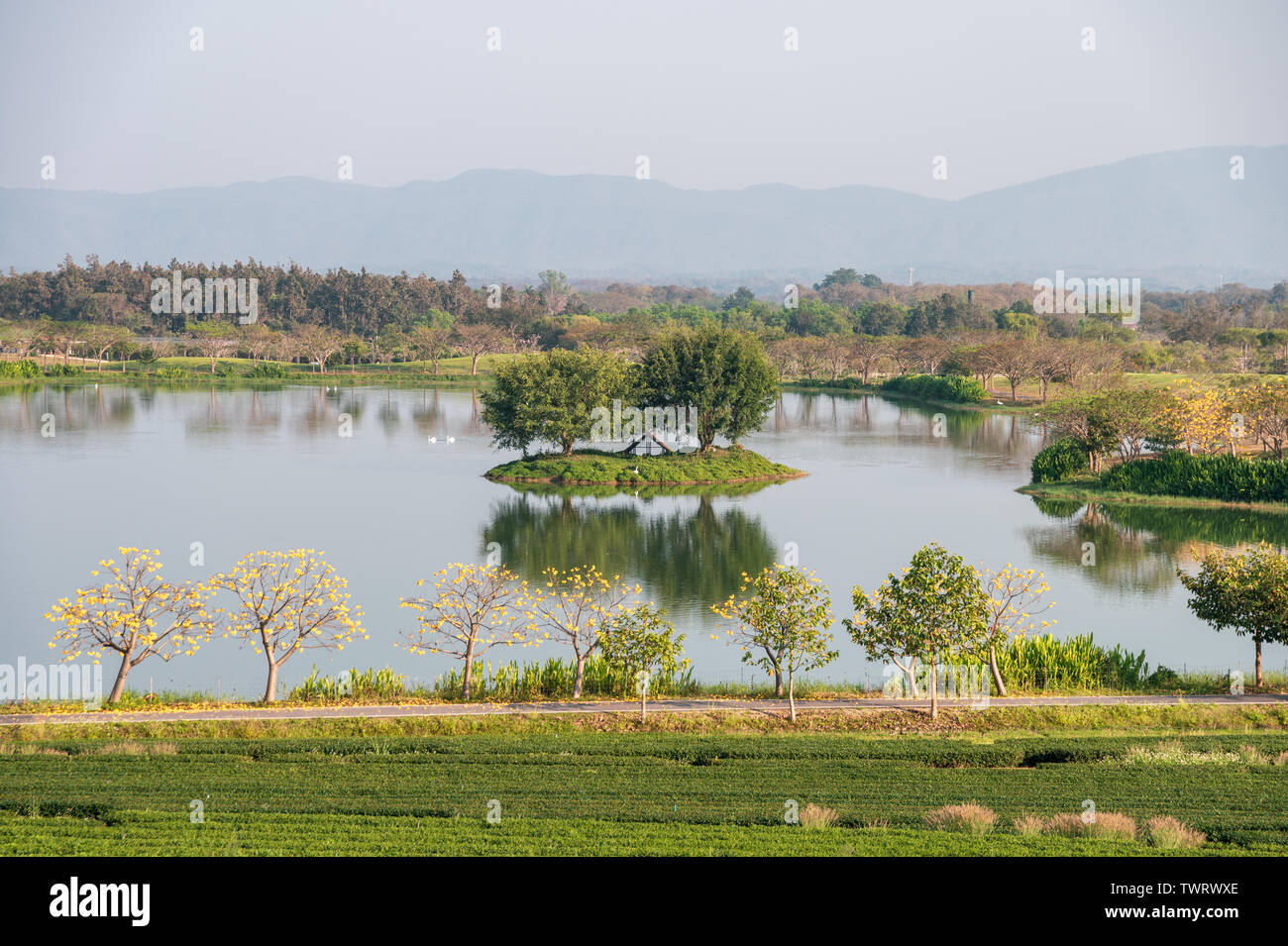 La plantation de thé jaune avec décor arbre avec du coton dans le lac des cygnes Banque D'Images