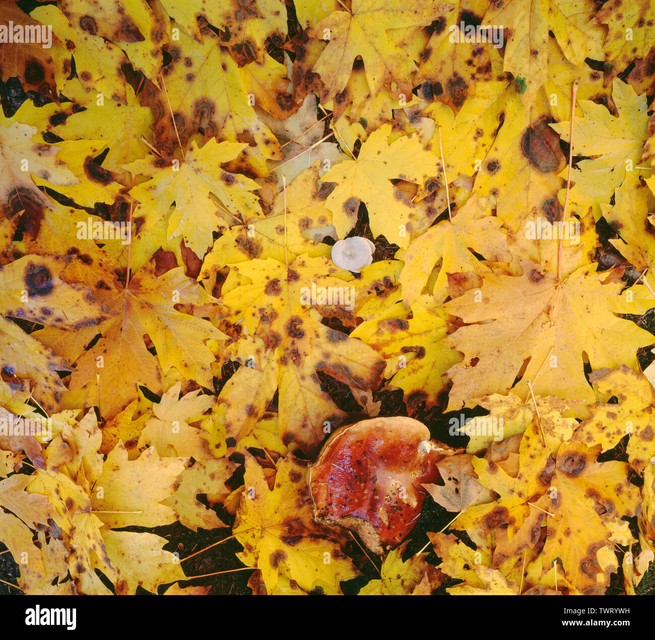 USA, Washington, Olympic National Park, de feuilles mortes et d'érables grandifoliés ; champignons forêt de pluie. Queets Banque D'Images