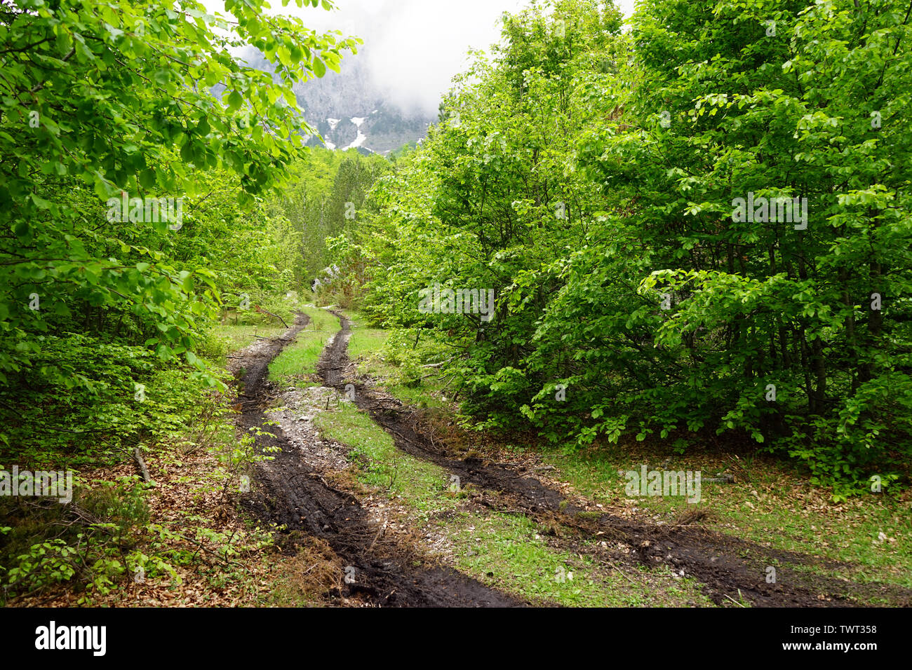 Piste humide dans la forêt verte Banque D'Images
