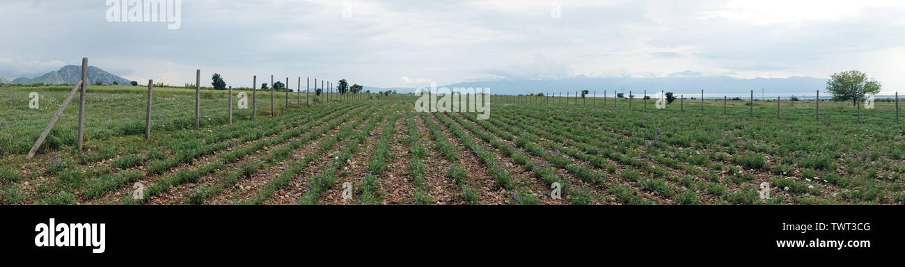Panorama d'herbes sur le domaine agricole en Albanie Banque D'Images