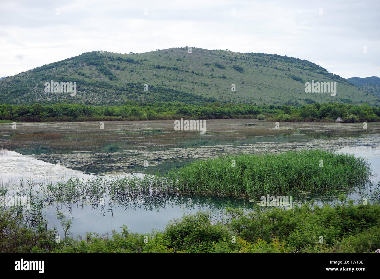 Le lac de Skadar en Albanie, près de frontière avec le Monténégro Banque D'Images