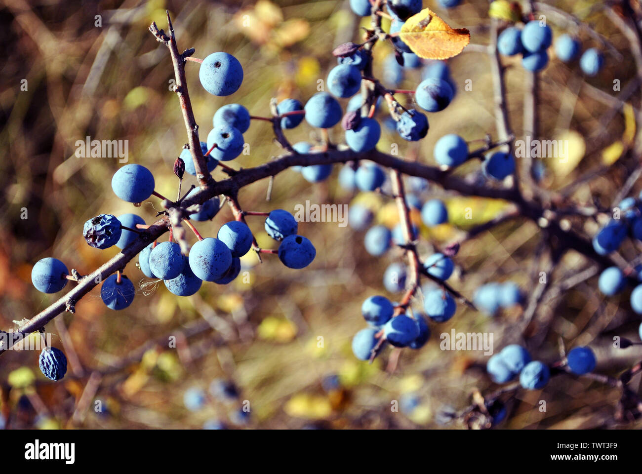 Prunellier branches avec feuilles mûres, journée ensoleillée d'automne Banque D'Images