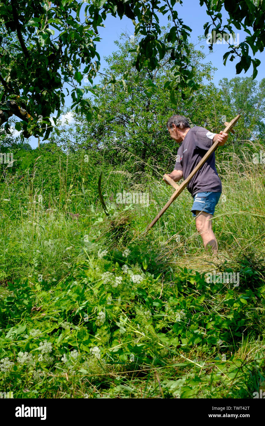 L'homme à l'aide d'un traitement traditionnel en bois de faux à couper  manuellement l'herbe haute et les mauvaises herbes dans un jardin rural  Hongrie Zala County Photo Stock - Alamy