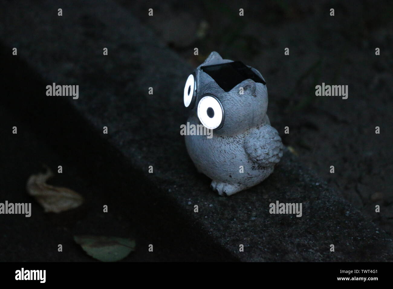 Owl oiseau avec les yeux de la foudre Banque D'Images