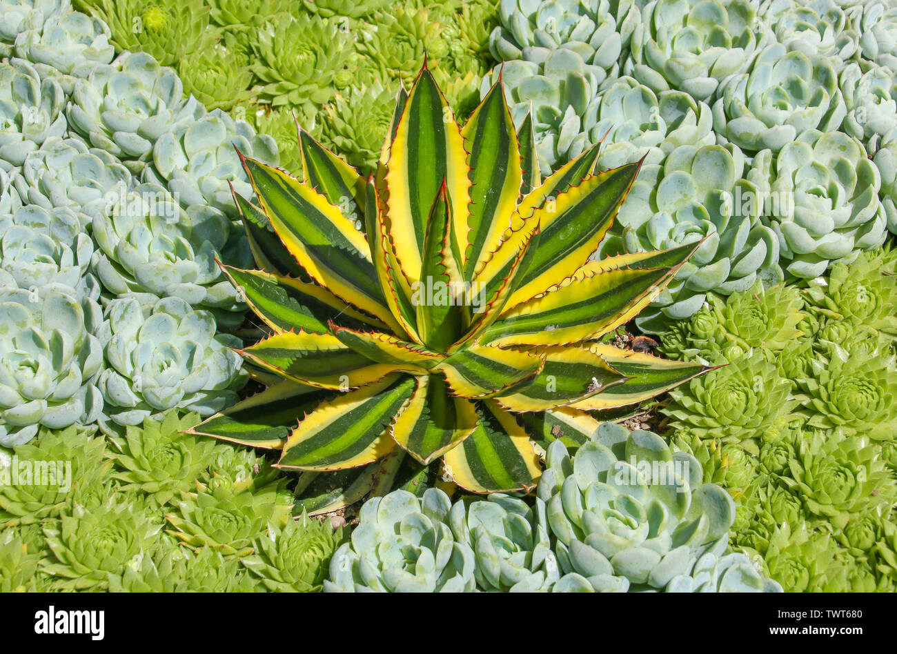 Close up detail dans les plantes succulentes avec spirale naturelle détail Banque D'Images