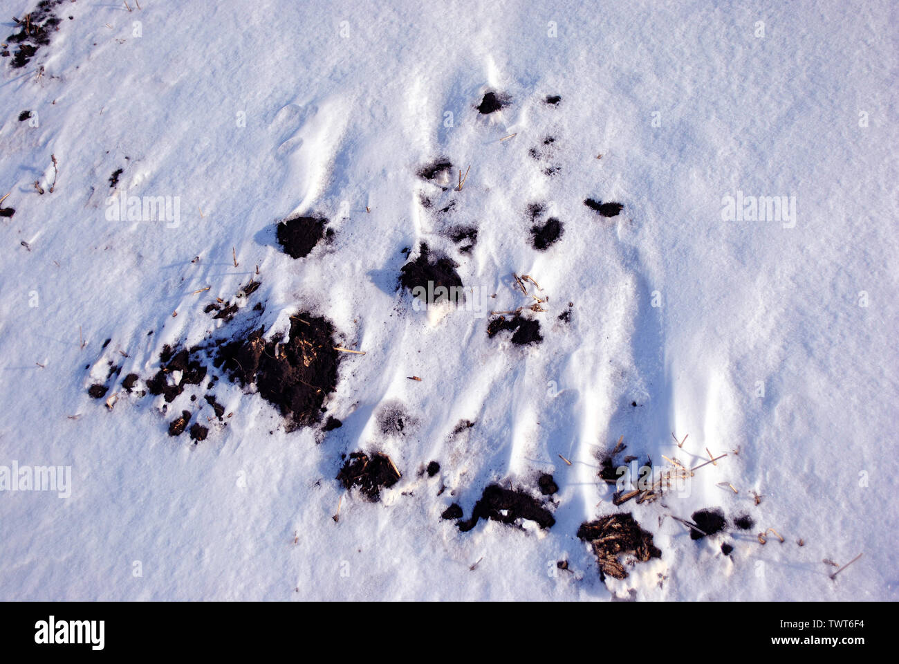 Terre Noire recroquevillés avec Blanche neige, hiver, paysage naturel détails abstract background, Close up detail Banque D'Images