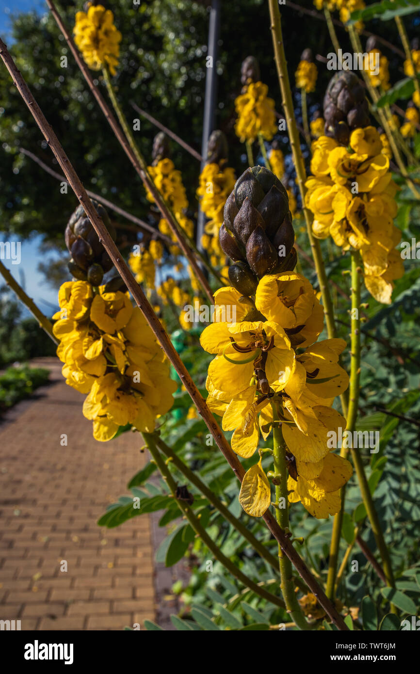 Le beurre d'arachide cassia, Funchal, Madère 2018 Banque D'Images