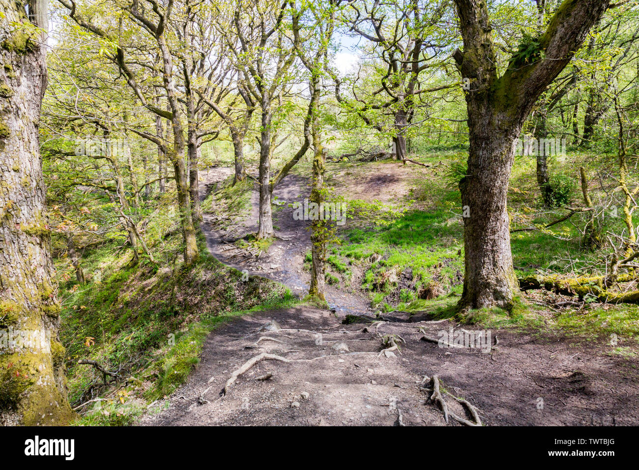 Les quatre cascades à pied dans le parc national de Brecon Beacons vous prend par anciens bois sur des chemins d'mainitained Powys, Pays de Galles, Royaume-Uni Banque D'Images