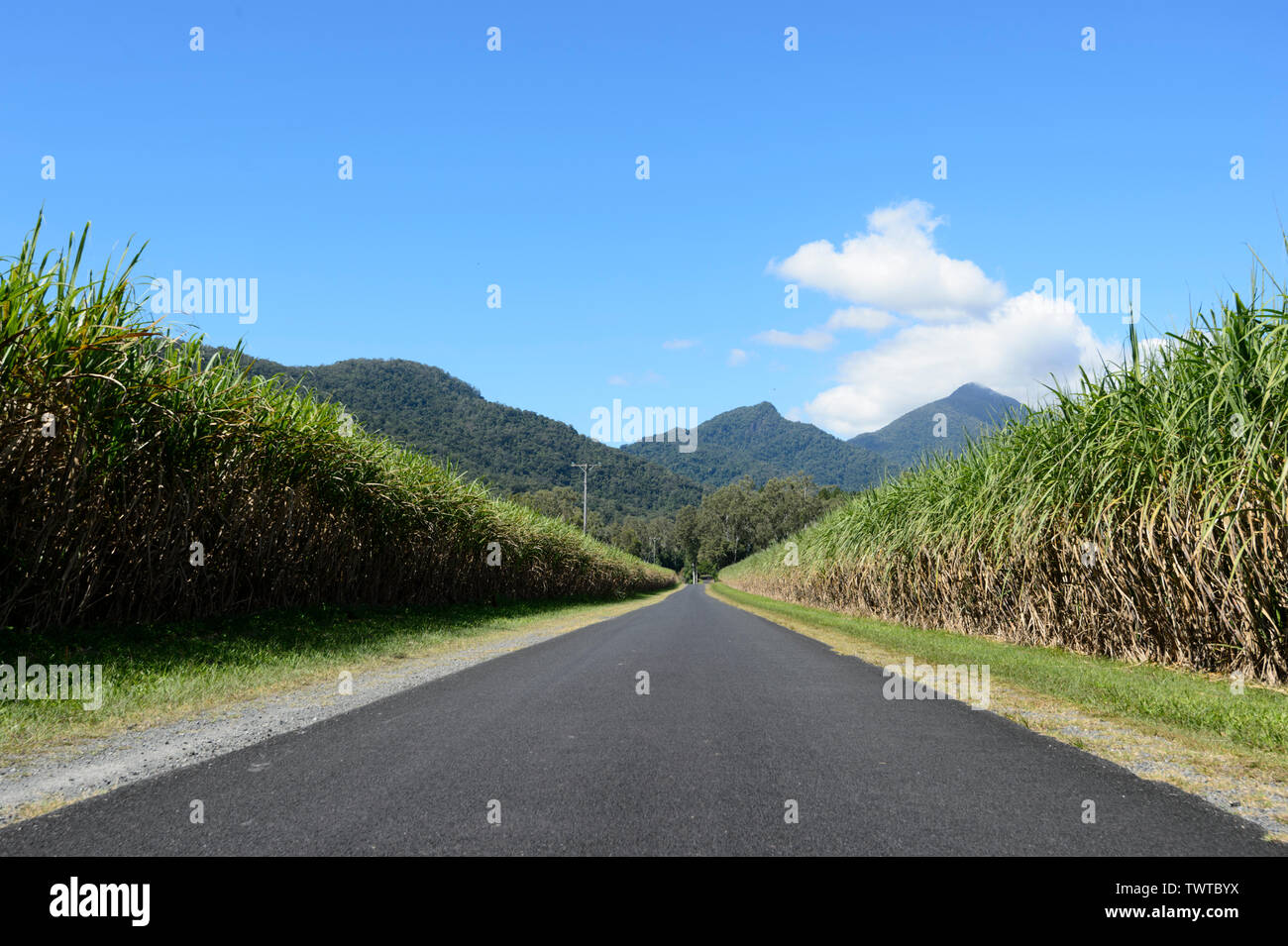 Route entre cultures de canne à sucre, près de Cairns, l'extrême nord du Queensland, Australie, Queensland, FNQ Banque D'Images