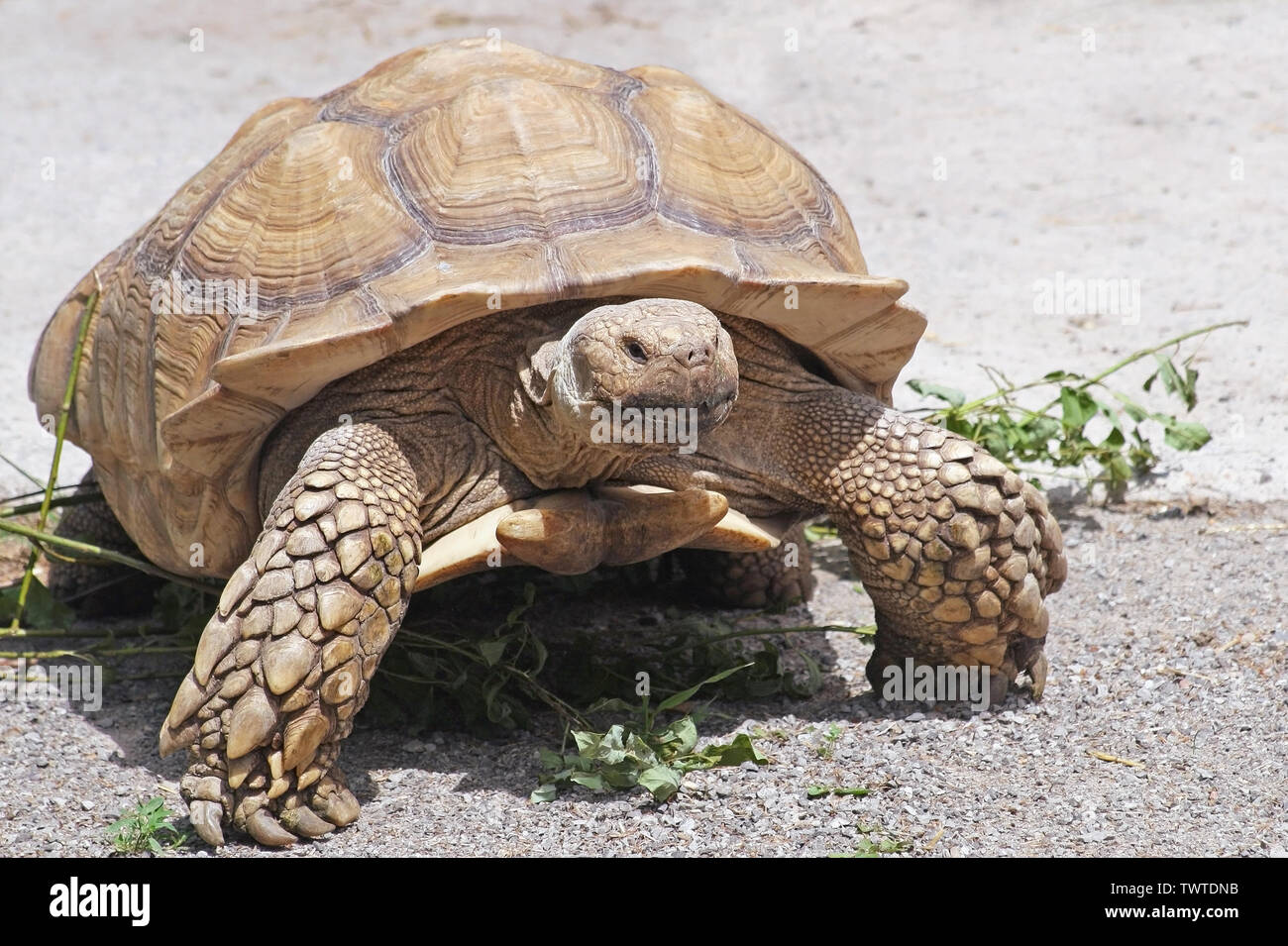 Yellow-Footed Giant Tortoise randonnée libre sur terre Banque D'Images