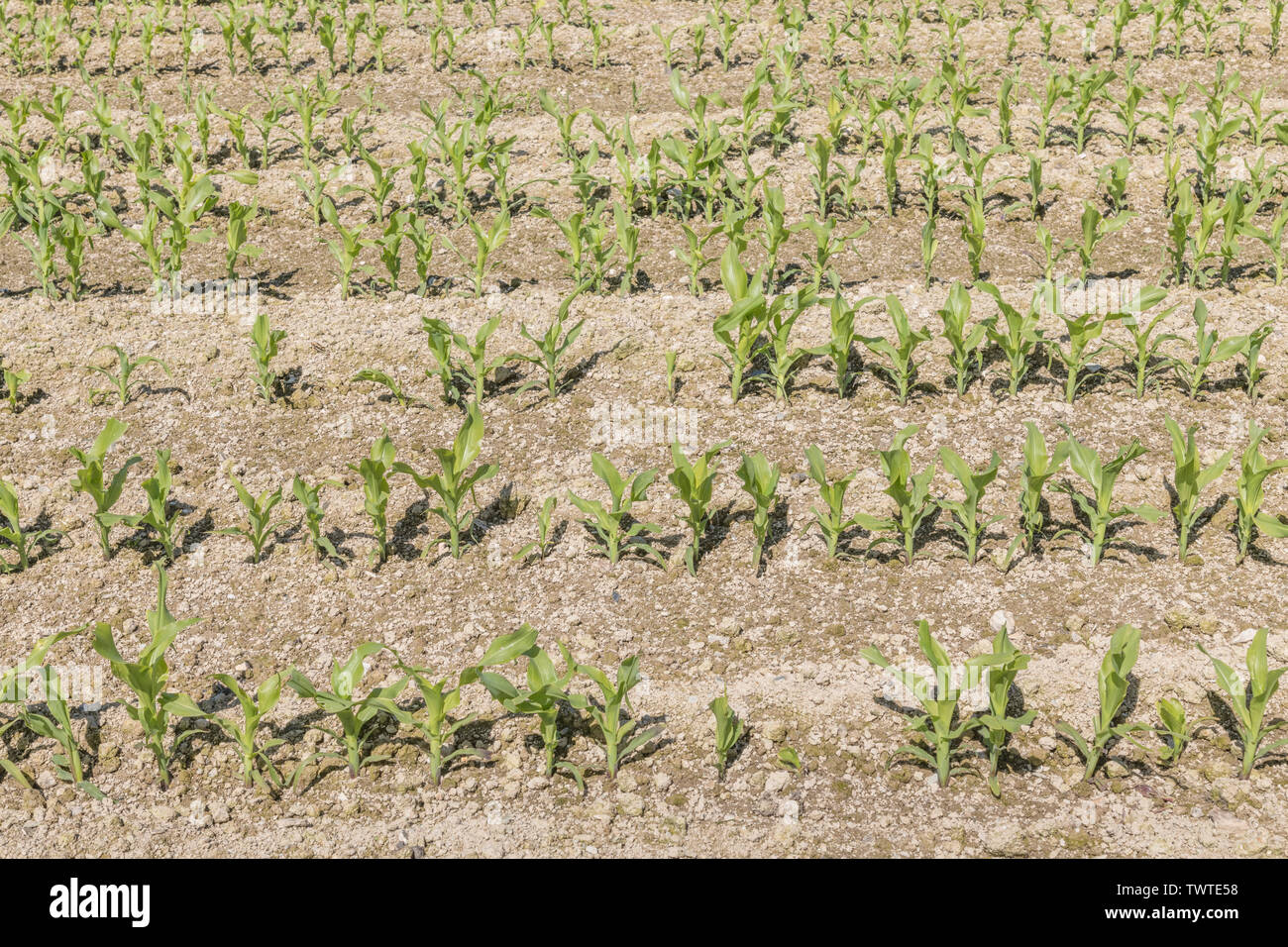 Rangées de maïs maïs / jeunes / Zea mays croissant dans les Cornouailles. Métaphore de l'industrie des pousses, la croissance économique, de la récolte de maïs, maïs en croissance au Royaume-Uni Royaume-Uni. Banque D'Images