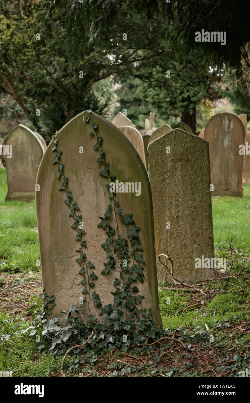 Cimetière, avec une pierre tombale couverte de lierre à l'avant et d'autres derrière, arbres en arrière-plan. Banque D'Images