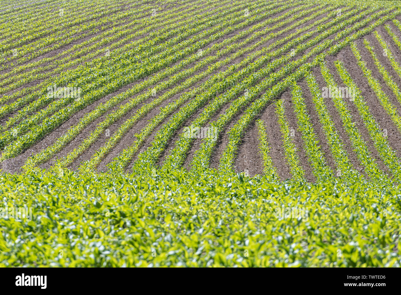 Rangées de maïs jeune / maïs sucré / Zea mays en Cornouailles. Pour les pousses de l'industrie, la croissance économique, la récolte de maïs au Royaume-Uni, la culture de maïs sucré au Royaume-Uni, le modèle de récolte. Banque D'Images