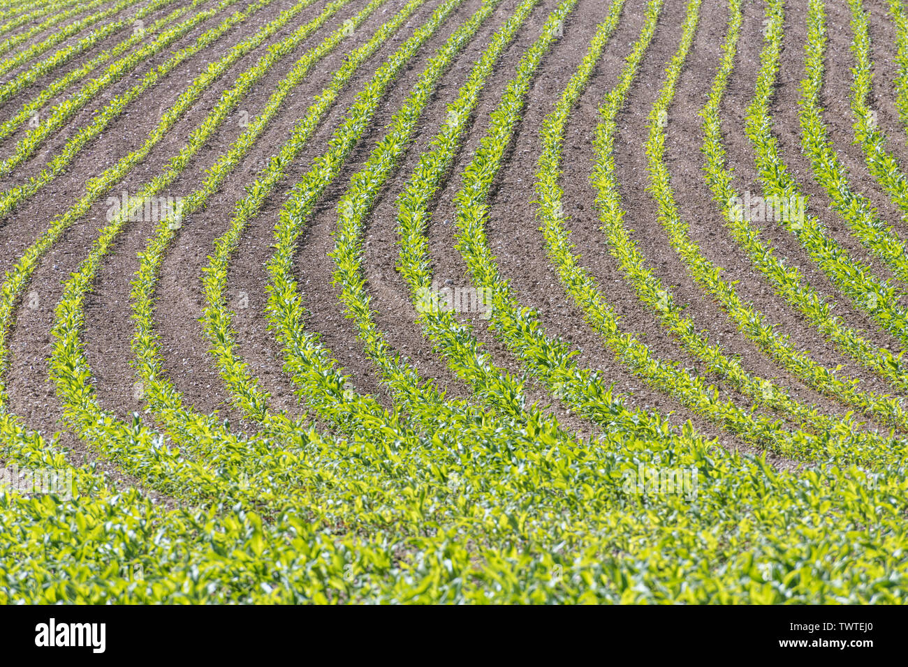 Rangées de maïs jeune / maïs sucré / Zea mays en Cornouailles. Pour les pousses de l'industrie, la croissance économique, la récolte de maïs au Royaume-Uni, la culture de maïs sucré au Royaume-Uni, le modèle de récolte. Banque D'Images