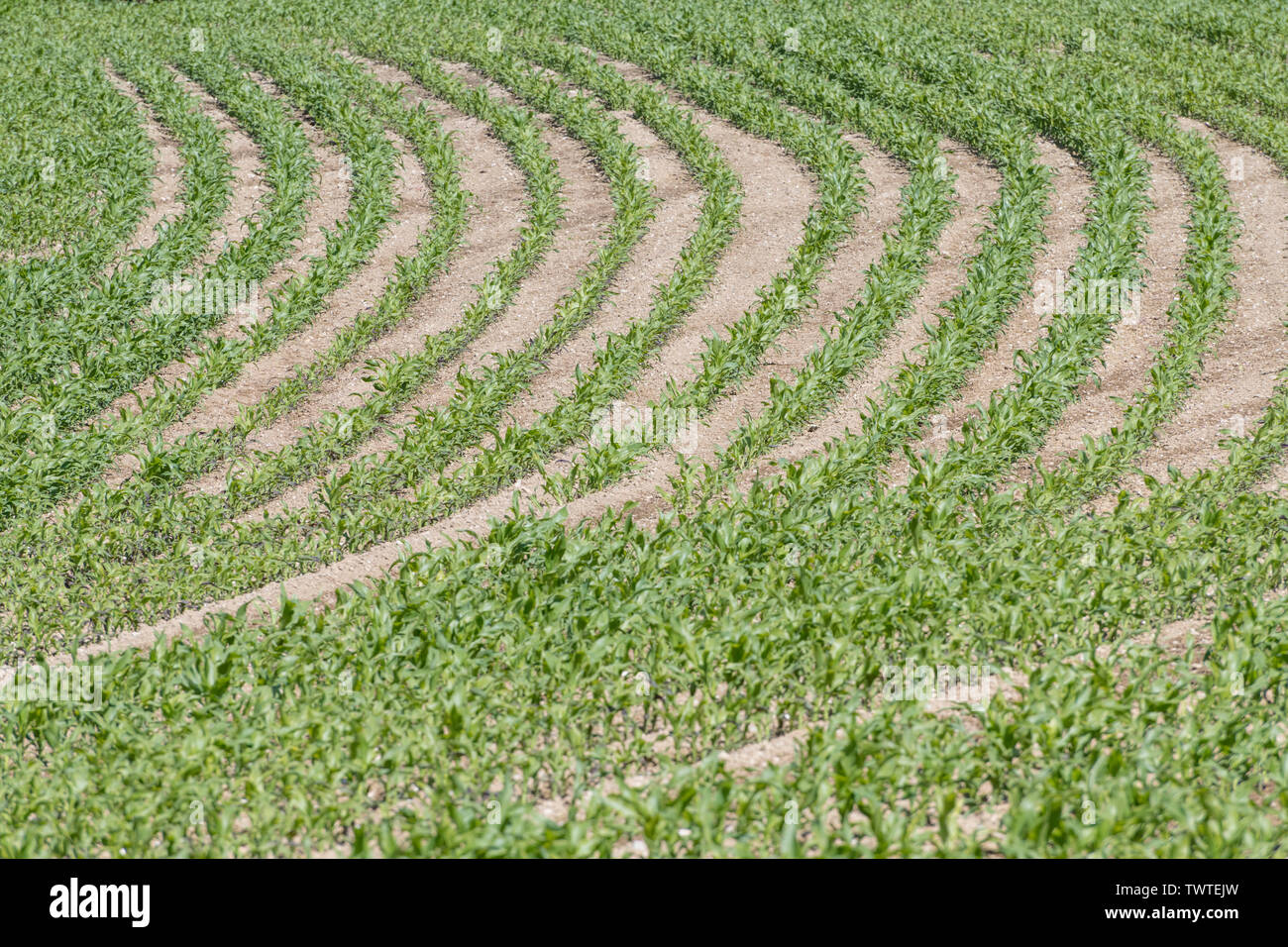 Rangées de maïs jeune / maïs sucré / Zea mays en Cornouailles. Pour les pousses de l'industrie, la croissance économique, la récolte de maïs au Royaume-Uni, la culture de maïs sucré au Royaume-Uni, le modèle de récolte. Banque D'Images