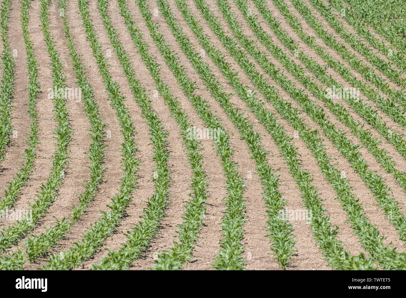 Rangées de maïs jeune / maïs sucré / Zea mays en Cornouailles. Pour les pousses de l'industrie, la croissance économique, la récolte de maïs au Royaume-Uni, la culture de maïs sucré au Royaume-Uni, le modèle de récolte. Banque D'Images