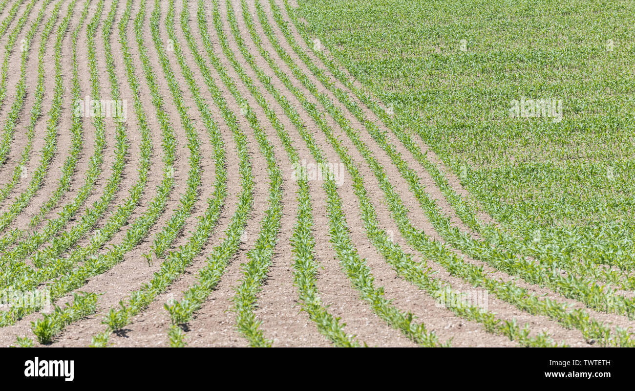 Rangées de maïs jeune / maïs sucré / Zea mays en Cornouailles. Pour les pousses de l'industrie, la croissance économique, la récolte de maïs au Royaume-Uni, la culture de maïs sucré au Royaume-Uni, le modèle de récolte. Banque D'Images