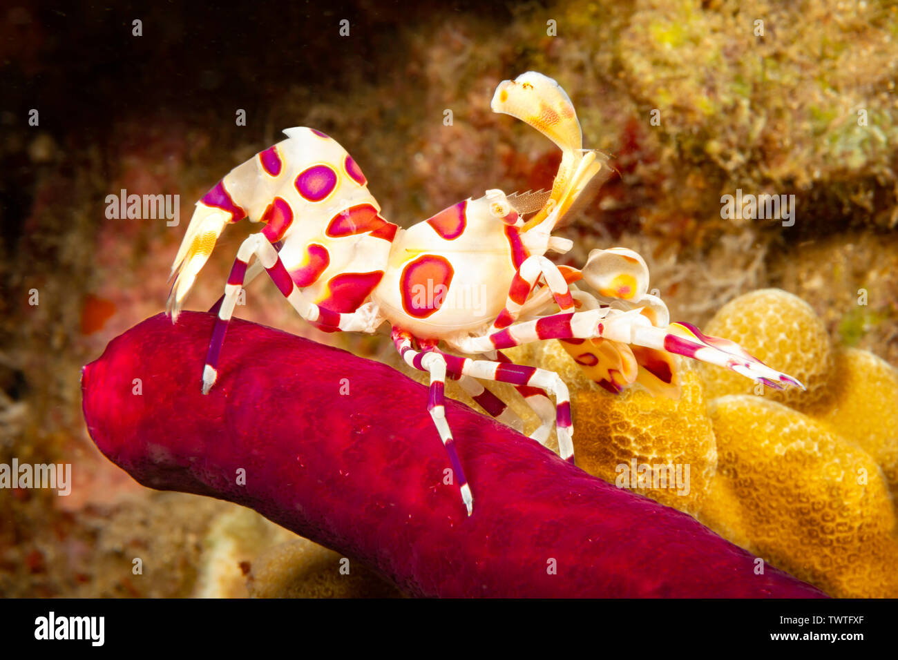 Hymenocera picta, crevettes arlequins, qui se nourrit d'une seastar. Hawaii. Banque D'Images