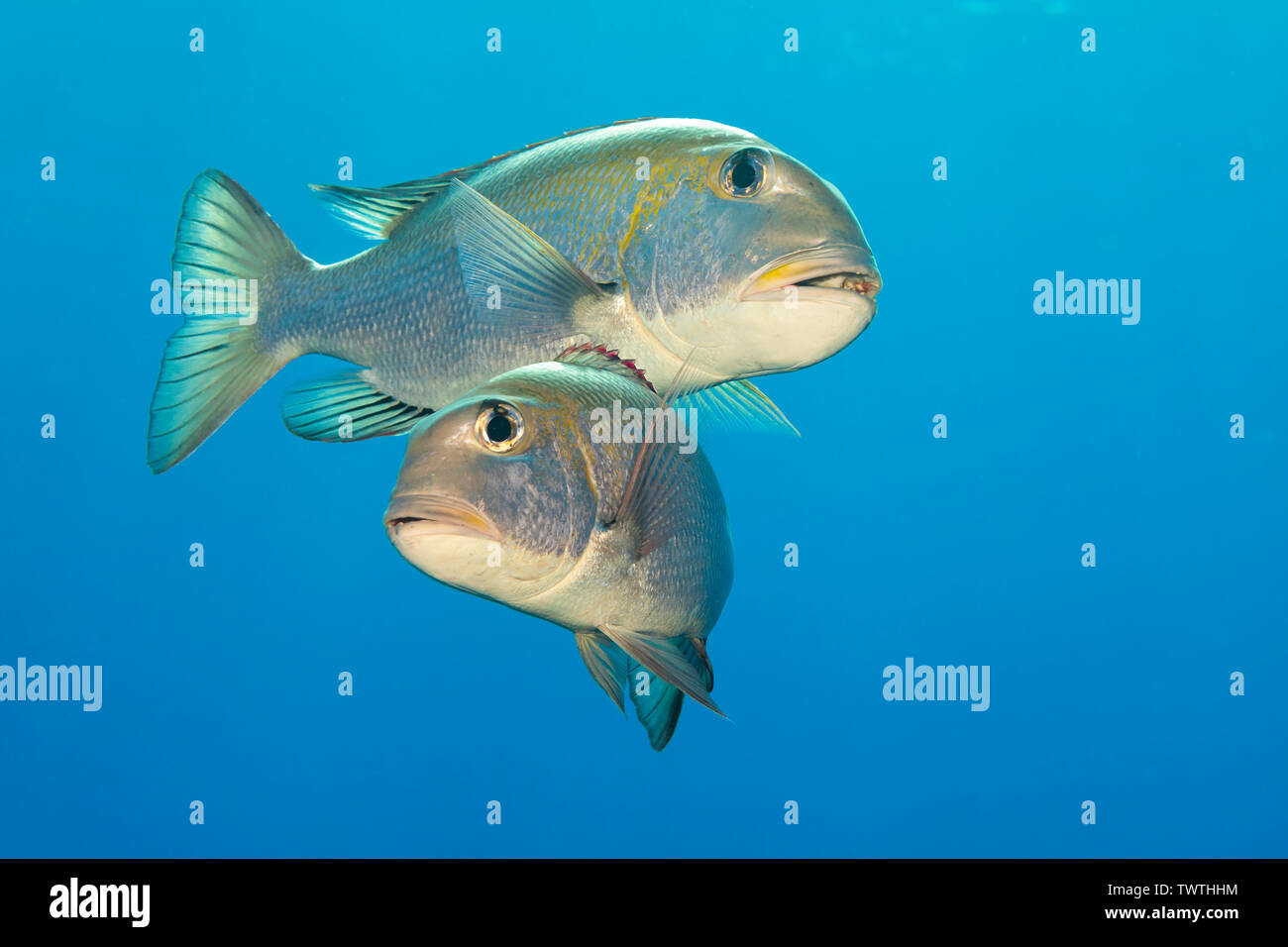 Monotaxis grandoculis, empereur obèse, peuvent être trouvés dans des groupes, planant au large pendant la journée. La nuit, ils se dispersent sur les zones où le sable Banque D'Images