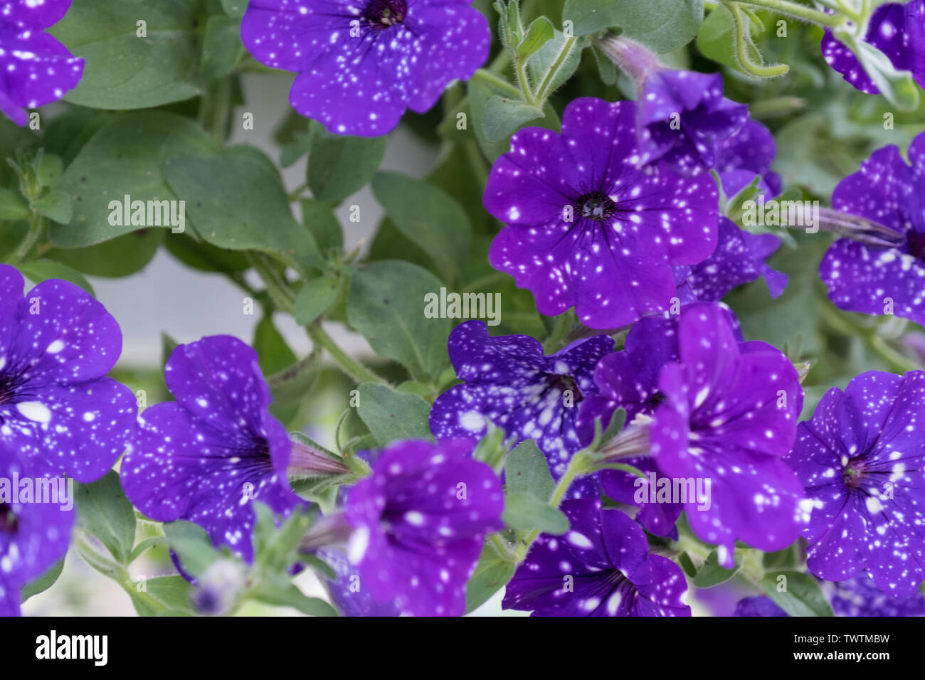 Blooming violet pétunia, Calibrachoa - Ciel de nuit. Banque D'Images