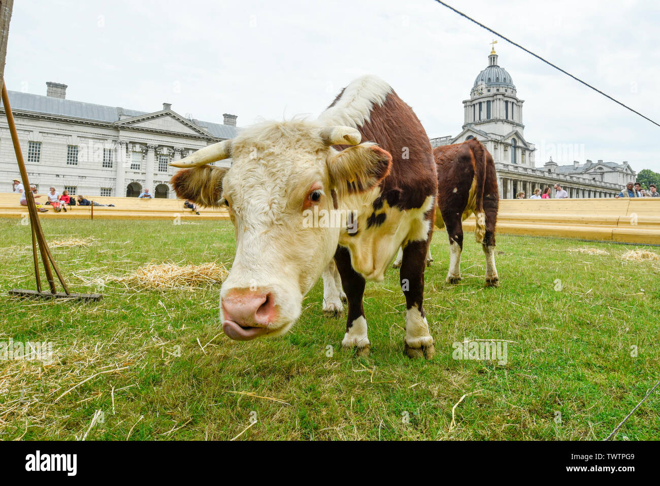 Londres, Royaume-Uni. 23 juin 2019. Une paire de vaches frisonnes paissent dans un pâturage à l'ancien collège naval dans le cadre d'un vivre la vraie vie peinture appelée "pâturage avec des vaches' par le capitaine Boomer collectif. L'œuvre fait partie de la foire de Greenwich, elle-même partie de la Greenwich +Docklands Festival International. Le festival se déroule jusqu'au 6 juillet 2019. Crédit : Stephen Chung / Alamy Live News Banque D'Images