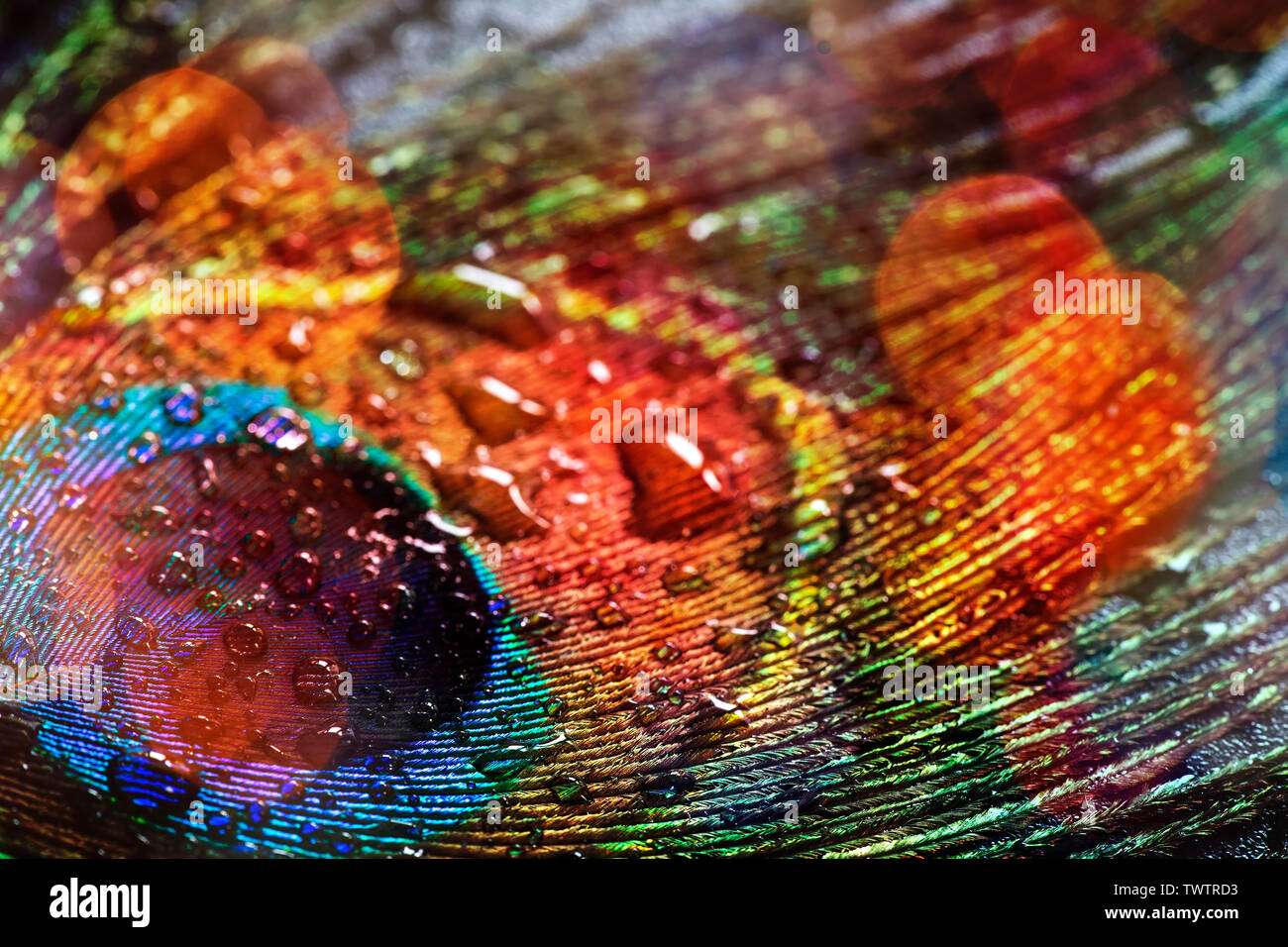 Plume de paon close up Banque D'Images