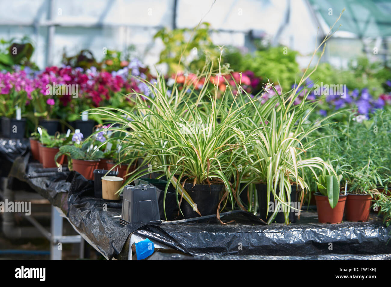Les plantes (Chlorophytum comosum araignée) croissant sur un banc dans une serre commerciale pour vente comme plantes décoratives. Banque D'Images
