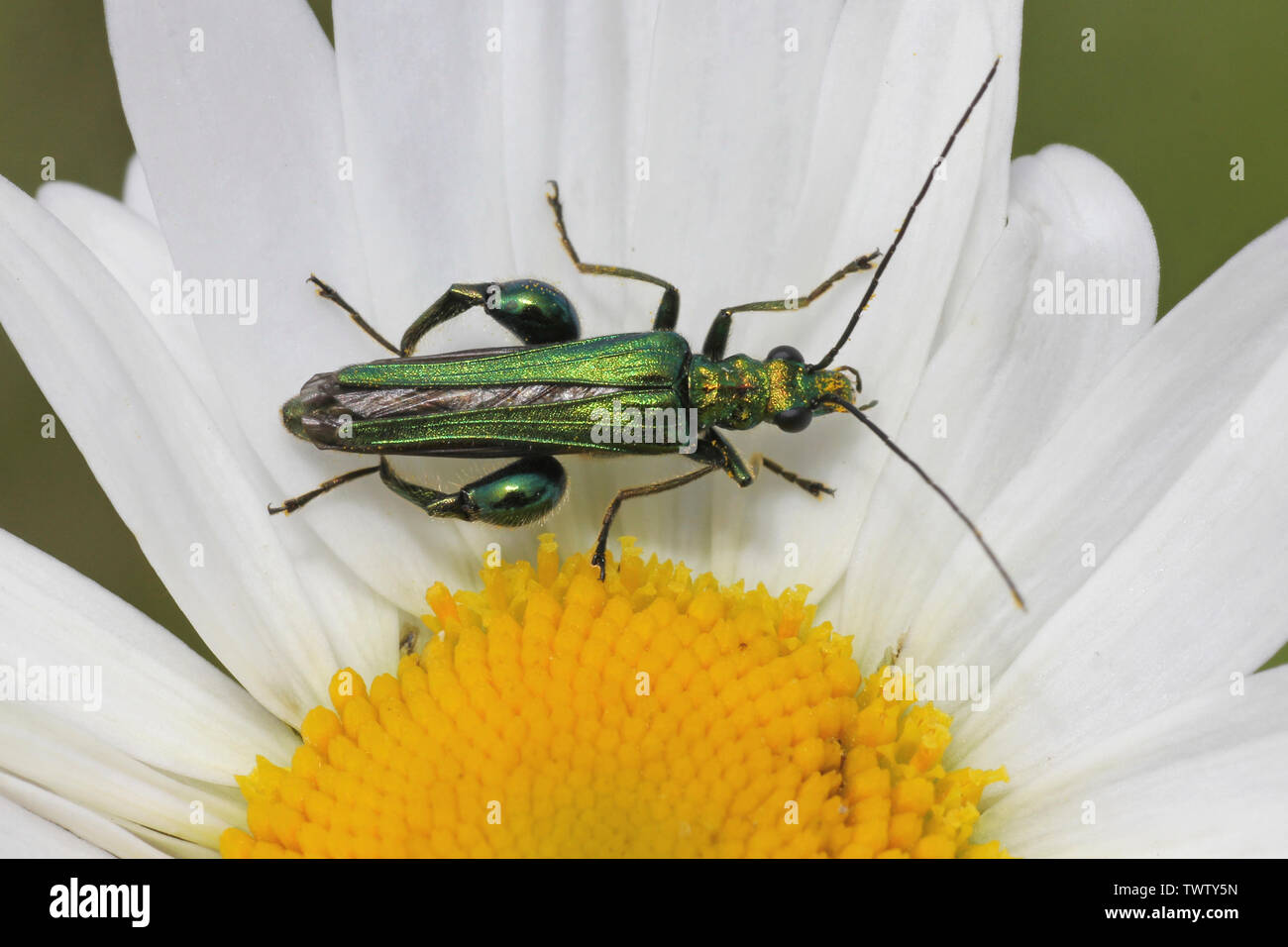 Fleurs à pattes épaisses Beetle Oedemera nobilis (mâle) sur la marguerite blanche à St Aidans RSPB Nature Park, nr Leeds, Royaume-Uni Banque D'Images