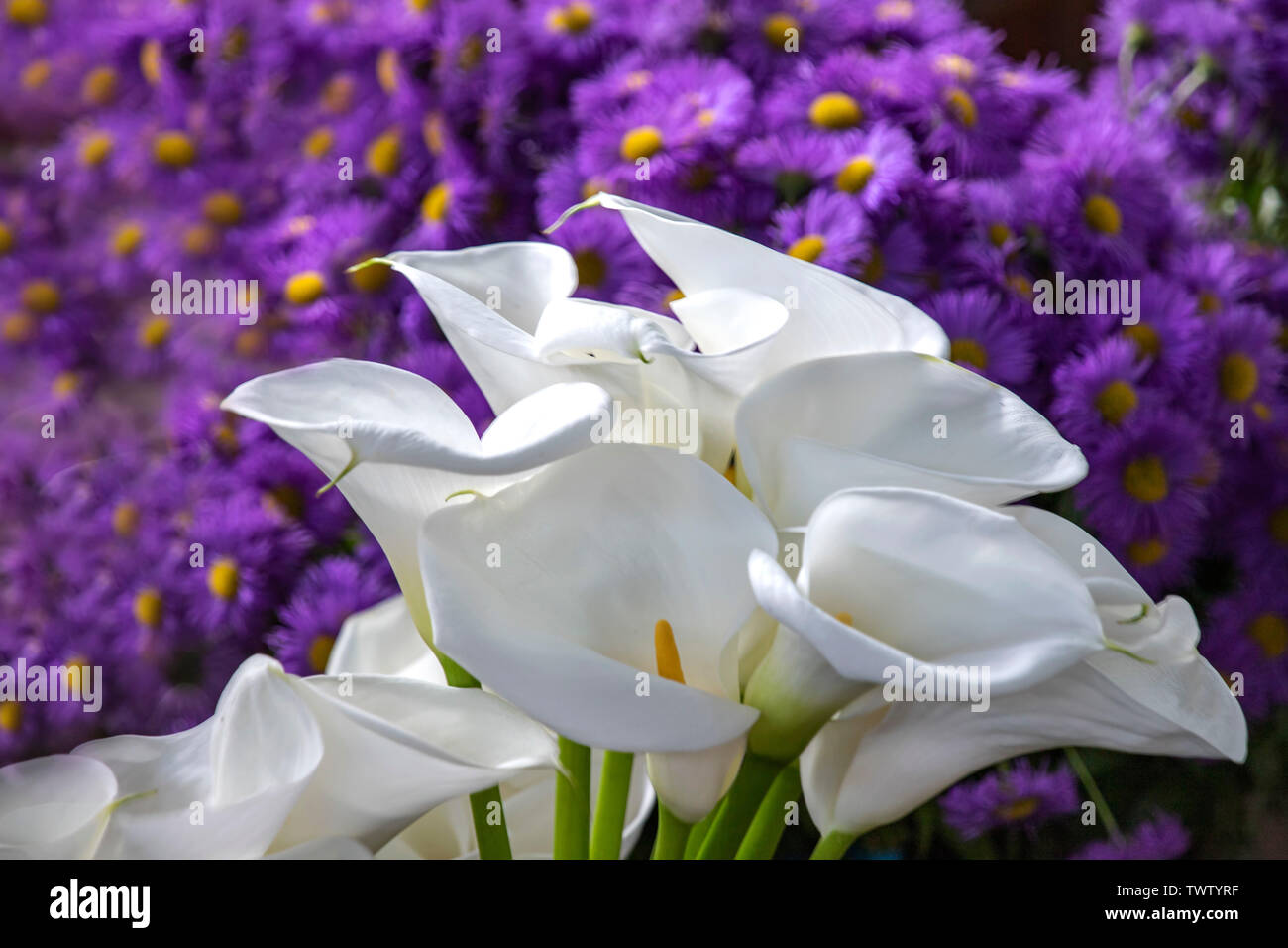 Fleurs calla blanc close up sur un fond de Purple Asters Banque D'Images